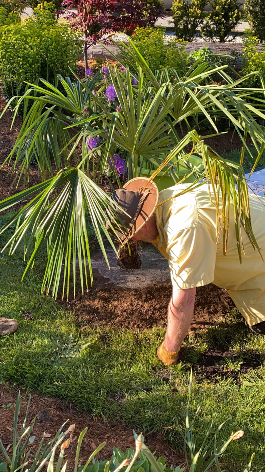 Windmill Palms Planting and Care Wild for Windmill Palms